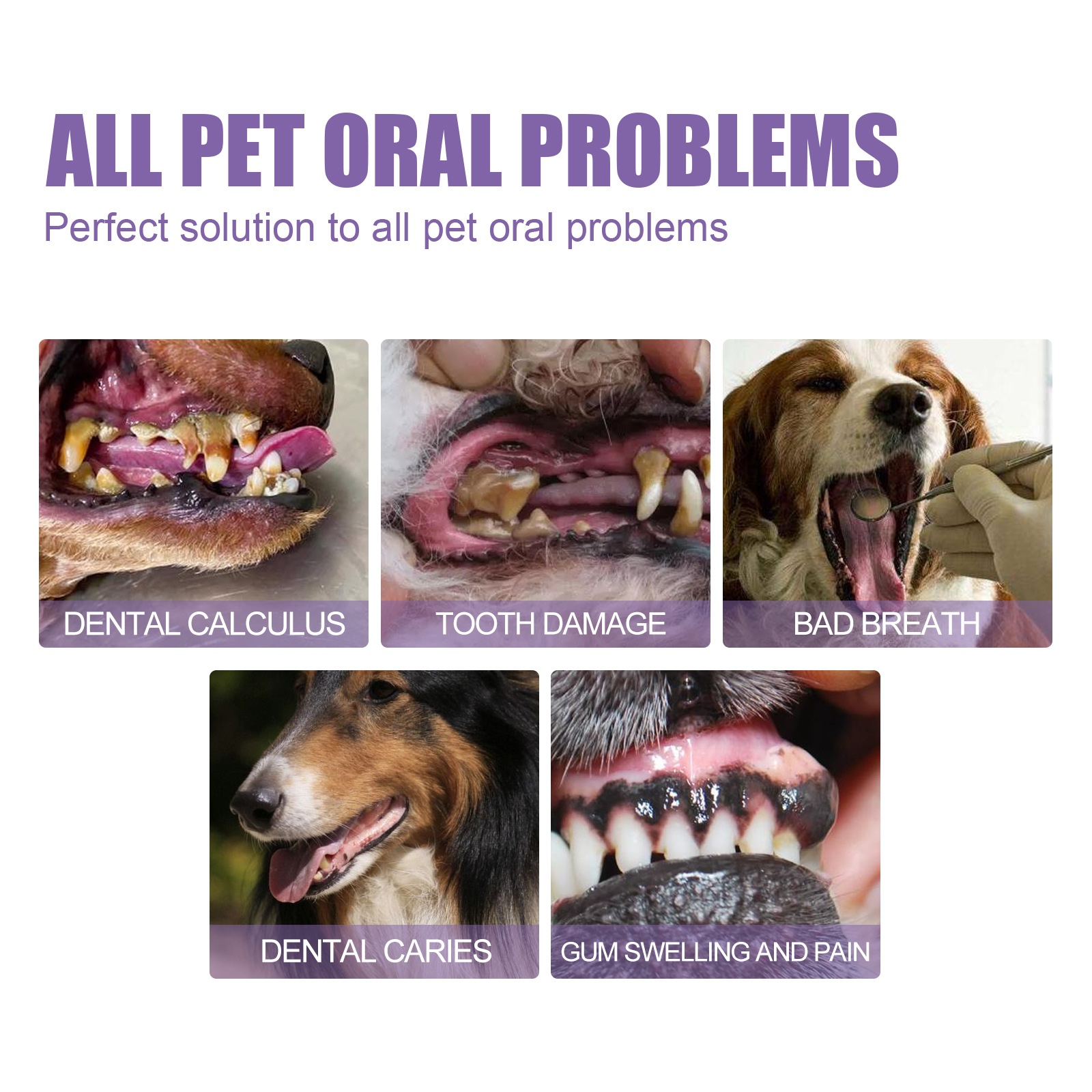 Pet Oral Repair Gel Puppy Tart - Teeth Whitening Doctor review and price
